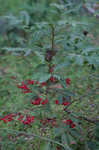 Marlberry